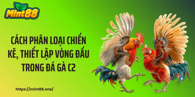 đá gà C2