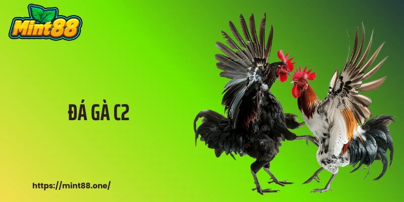 Đá Gà C2