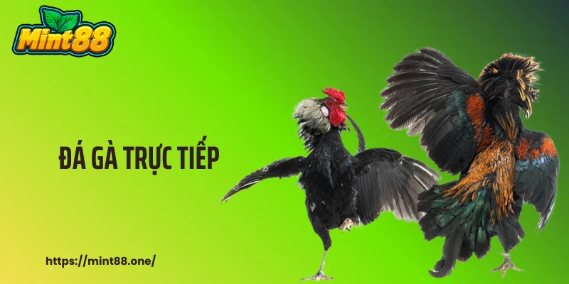 Đá Gà Trực Tiếp