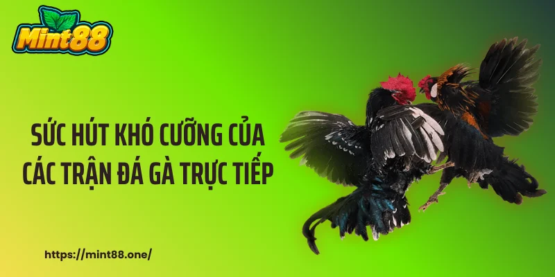 đá gà trực tiếp