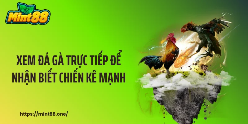 đá gà trực tiế